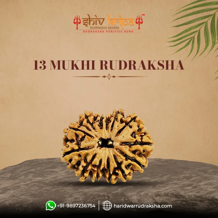 13 Mukhi Rudraksha