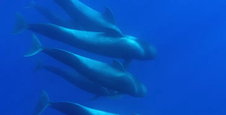 pilot whales