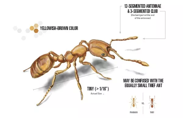 Pharaoh Ants Control Services Awesomepest
