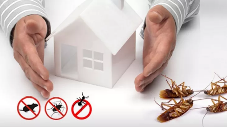 Pest Control Services  Awesomepest