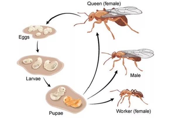 Pharaoh Ants Control Services Awesomepest