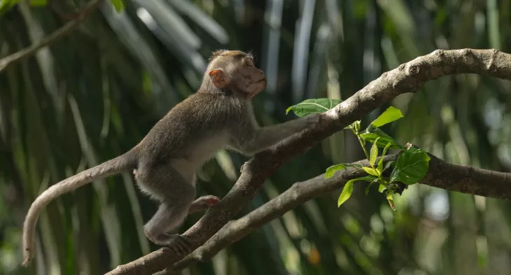 Monkey Forest
