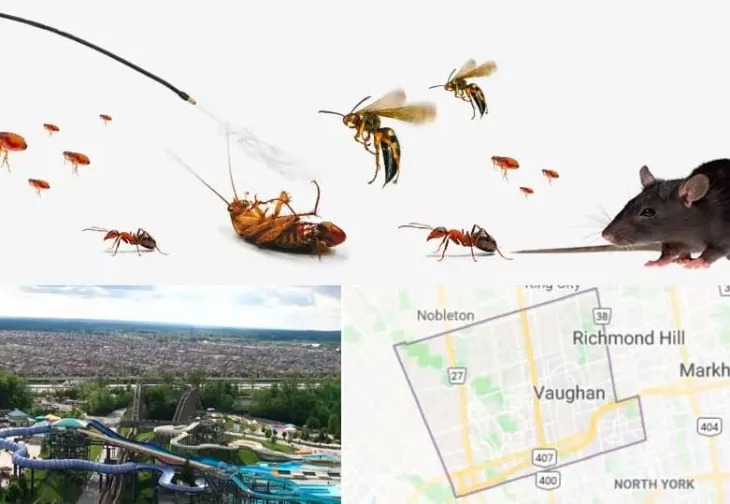 Most Common Pest in Vaughan Awesomepest