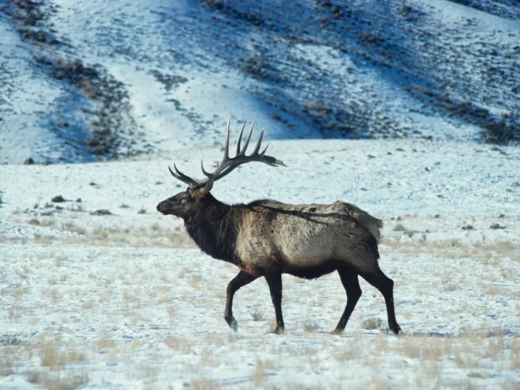 Latest News on Bison, Wild Boar, Lamb, Beef, Chicken, Elk Meats