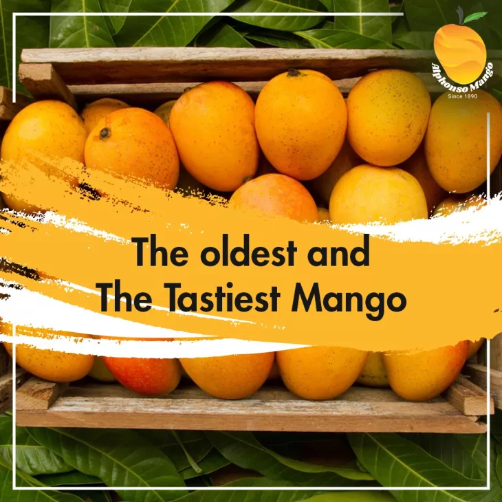 alphonso mango pulp buy online