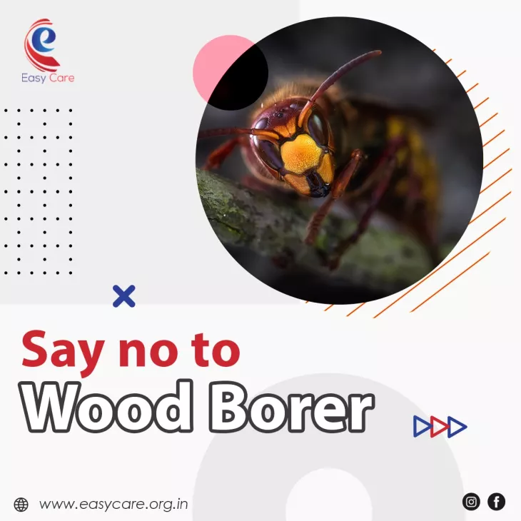 Say no to wood borer