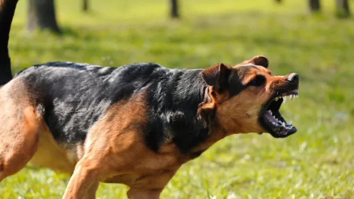 Dog Bite Attorney