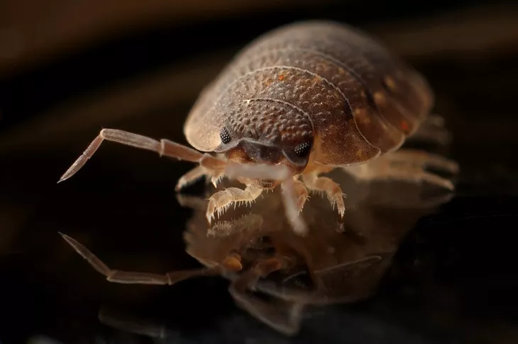 Metro pest