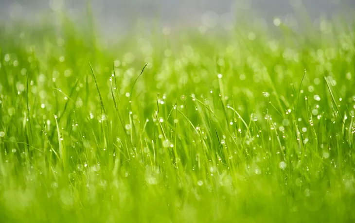 Sprinklers