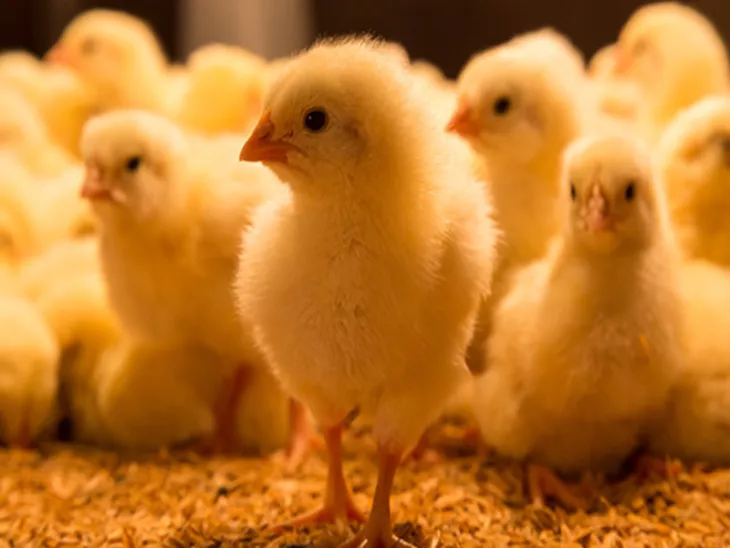 The First Seven Days Are Crucial In Ensuring Layer-Chick Quality