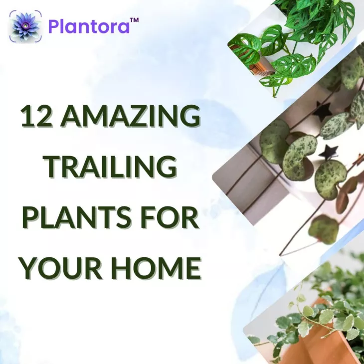 12 Amazing Trailing Plants For Your Home