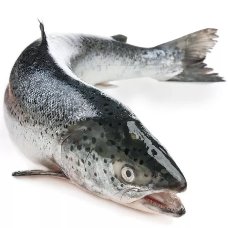 salmon fish