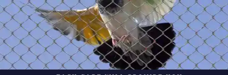 birds control providers