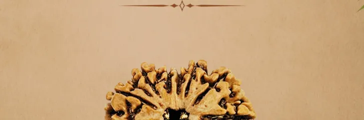 13 Mukhi Rudraksha