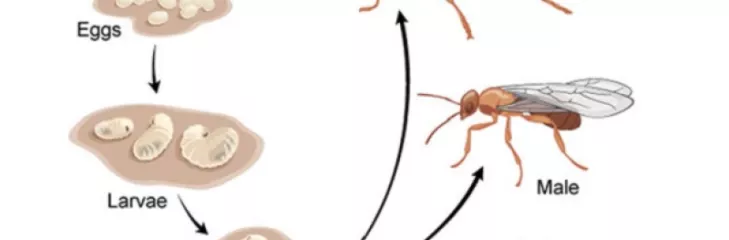 Pharaoh Ants Control Services Awesomepest
