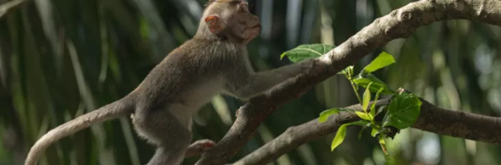 Monkey Forest