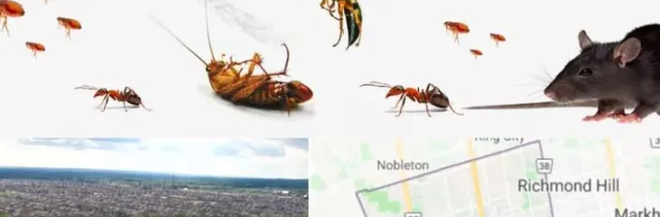 Most Common Pest in Vaughan Awesomepest