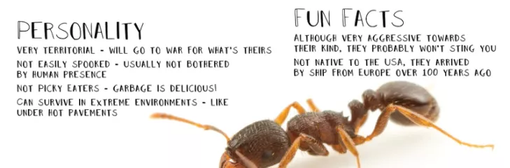 Pavement Ants Treatment Toronto Awesomepest
