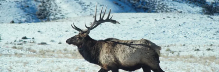 Latest News on Bison, Wild Boar, Lamb, Beef, Chicken, Elk Meats