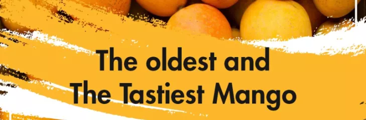 alphonso mango pulp buy online