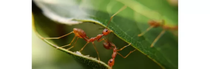 8 Best Ways How To Get Rid Of Ants