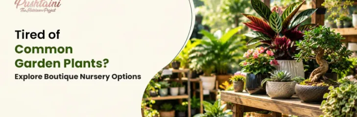 Boutique Nursery In Bangalore