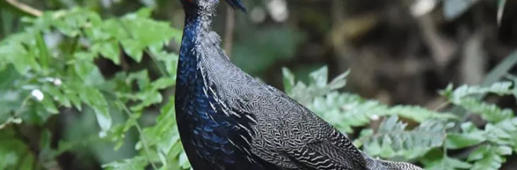 Yunnan birding tours