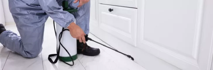 Bed Bug Solution