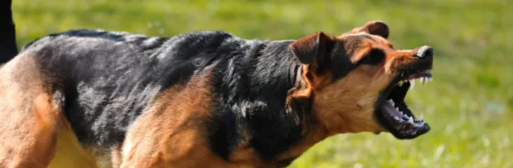 Dog Bite Attorney