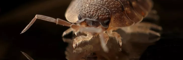 Metro pest