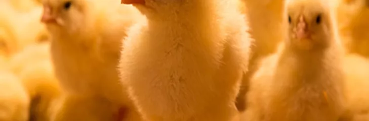 The First Seven Days Are Crucial In Ensuring Layer-Chick Quality