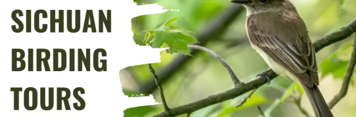 Sichuan birding tours