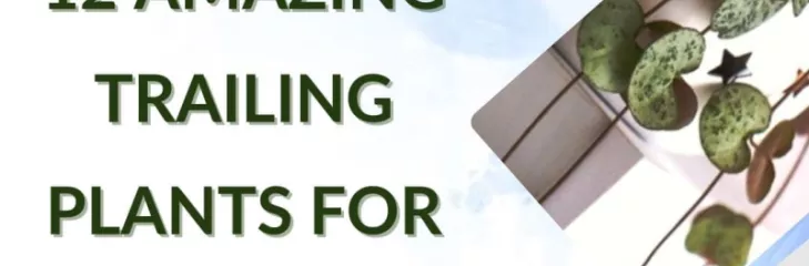 12 Amazing Trailing Plants For Your Home
