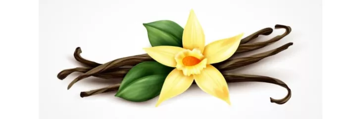 Where Does Vanilla Flavoring Come From 