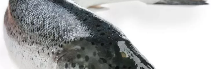 salmon fish