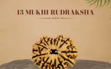 13 Mukhi Rudraksha
