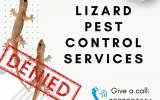 Lizard pest control services