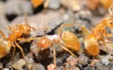 Pharaoh Ants Control Services Awesomepest Control