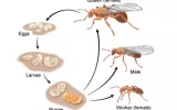 Pharaoh Ants Control Services Awesomepest