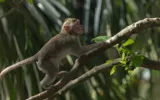 Monkey Forest