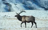 Buffalo, Elk, Lamb & Wild Boar Delivered straight to Your Door