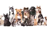 Dog walker Potomac