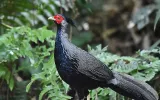 Yunnan birding tours