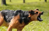 Dog Bite Attorney