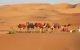 Evening Desert Safari in Dubai