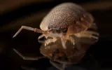 Metro pest