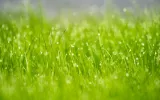 Sprinklers