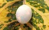 Buy Moonstone online