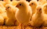 The First Seven Days Are Crucial In Ensuring Layer-Chick Quality