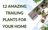 12 Amazing Trailing Plants For Your Home
